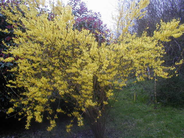 Forsythia