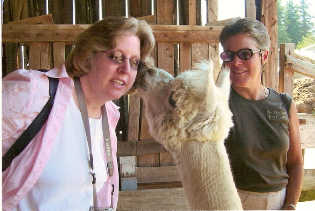 Llama_kiss