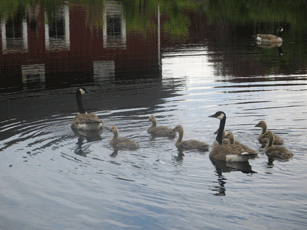 Geese_1 Geese_1