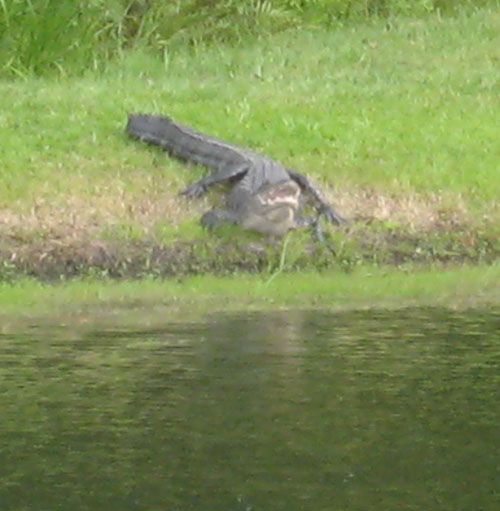 Gator