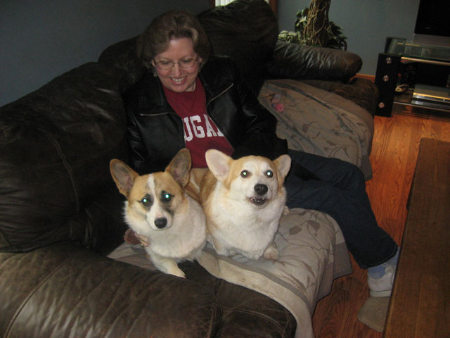 Corgis Corgis