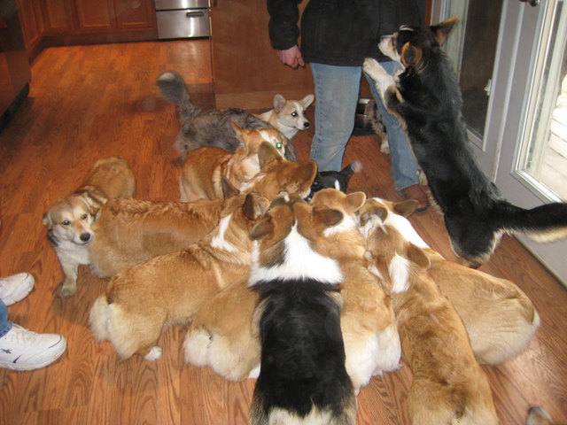 Corgis