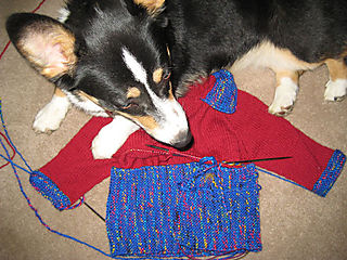 Doggiesweater