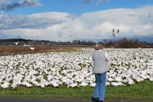 Snowgeese