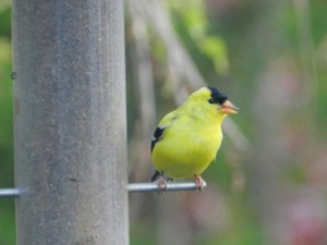 Goldfinch
