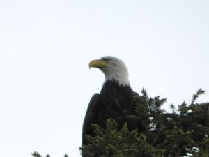 Eagle1